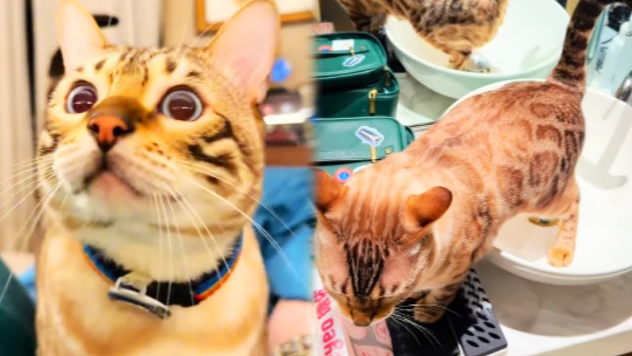 八條一大早叫鏟屎官起床，不料竟沒人懂他意思，下一秒竟在洗臉池撒尿【小鋒小志的貓咪小院】