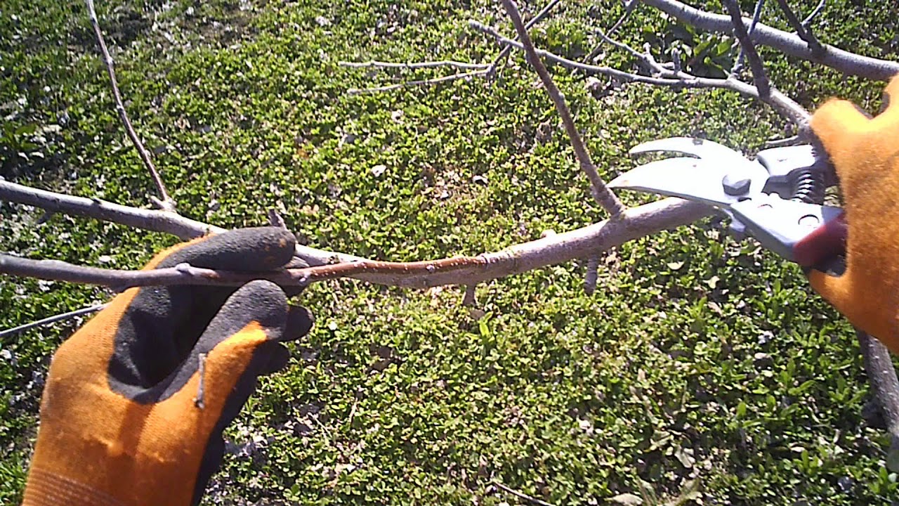 りんごの剪定作業（ふじ、葉とらず栽培）