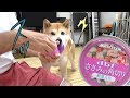 柴犬小春　【ボールもポトリ・・・】缶に指をかけただけで思い出す美味いやつ！DBFデビフ