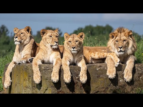Aysa, da vittima della guerra a madre di tre cuccioli