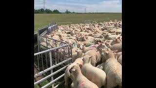 Taking the lamb's 8-week weights to identify the ewe's performance with Rob and Anna Hawke