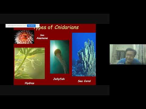 Sem 1 phylum