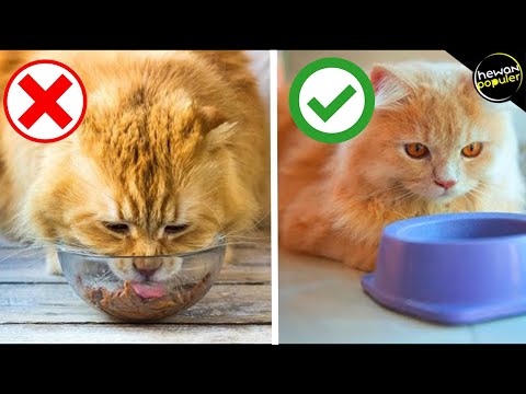 Video: Apakah Citronella Aman Untuk Hewan Peliharaan: Keracunan Citronella Geranium Pada Anjing Dan Kucing