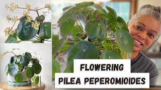 How To Care For A Pilea Peperomioides Chinese Money Plant Guide