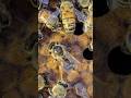 wow! the best queen bee is laying eggs in cells #farming #nativebee #honey #insects #bee