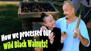 GROW YOUR PROTEIN! Black Walnut TREES Harvesting and Processing!