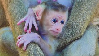 Very Lovely Newborn Baby Monkey Lovely Mom