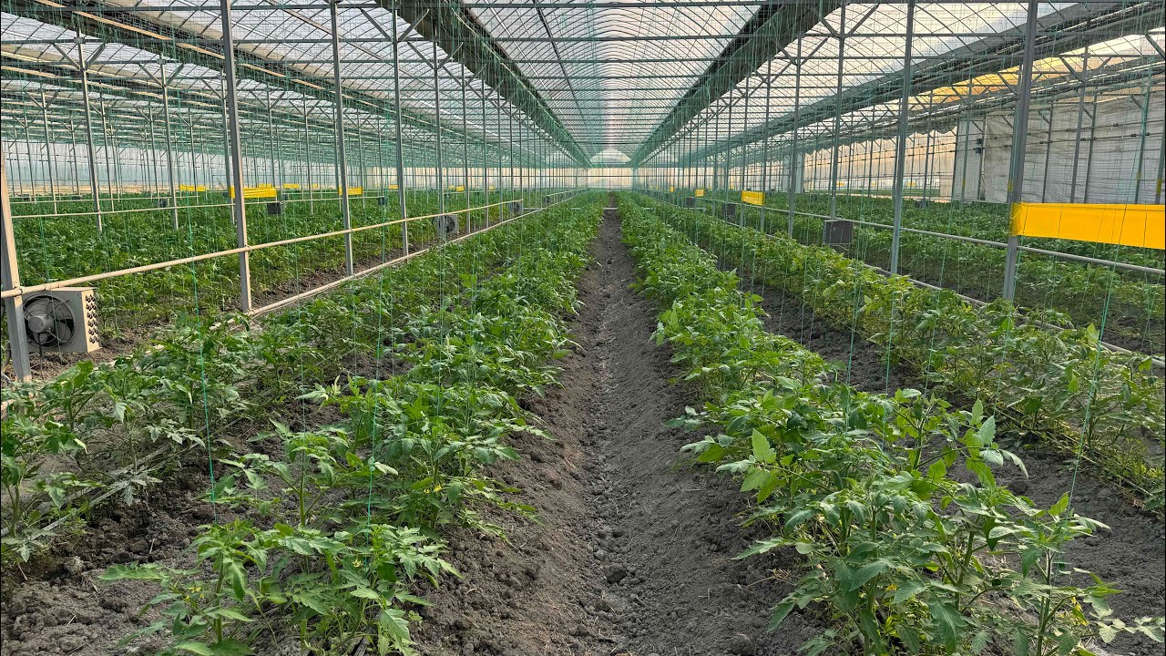 1 gektar issiqxonaga nechta pomidor ko’chat ekamiz?