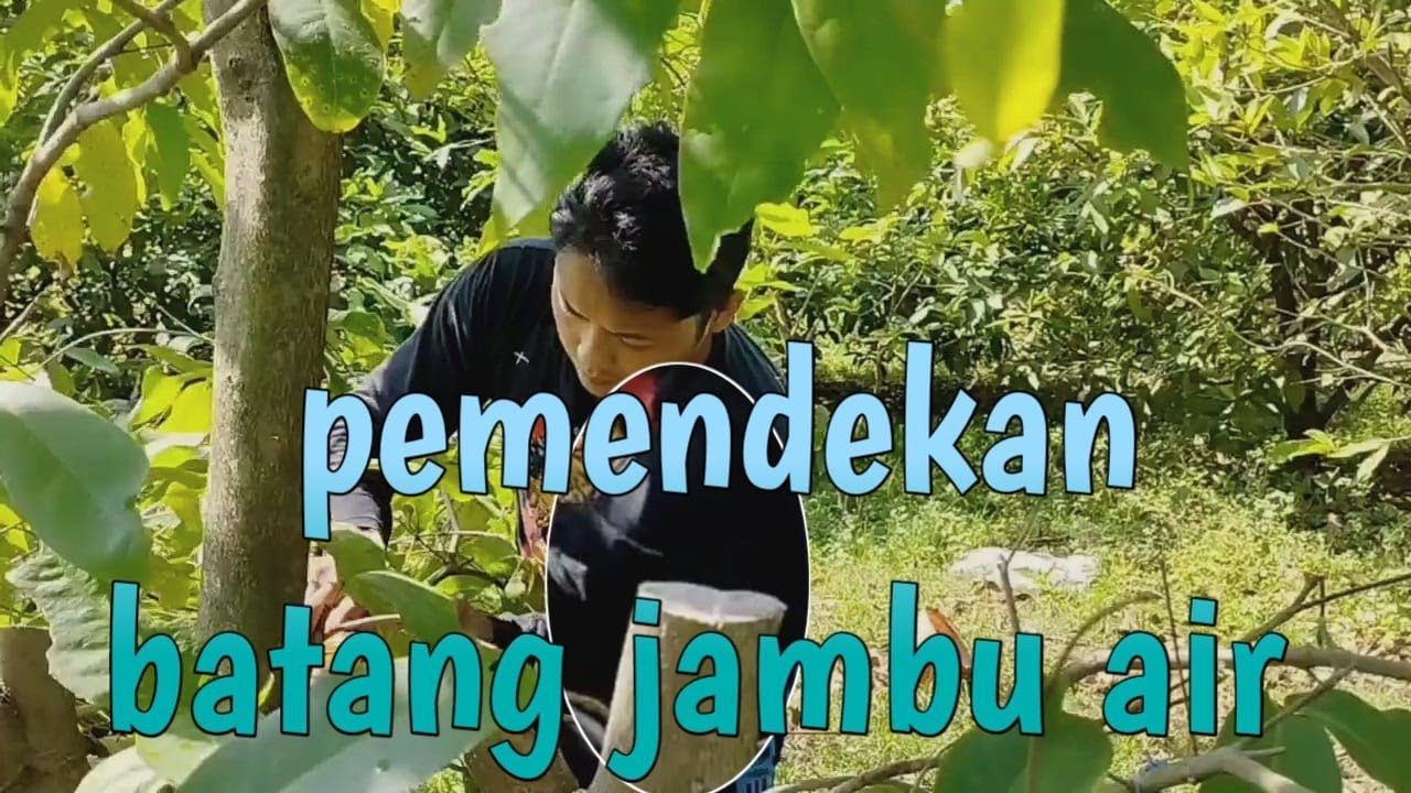 cara memendekkan batang jambu air yang sudah besar