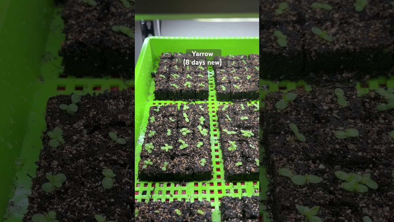 Yarrow is a fast germinating perennial here! 