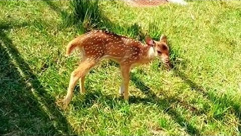 This deer was with its mother when it did the cut cutest thing ever