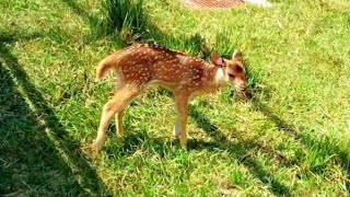 This deer was with its mother when it did the cut cutest thing ever