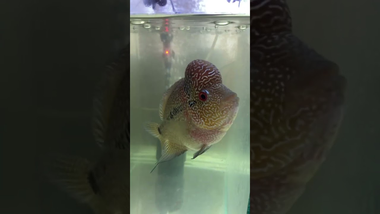 Top 5 varieties of Best quality Flowerhorn fish Cross Breed.
