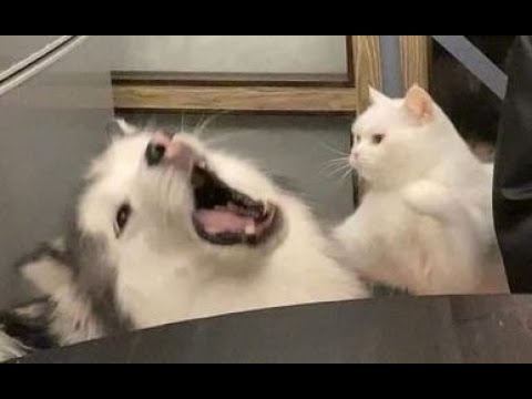 Видео: 😺 Осторожно, дикий кот! 🐕 Смешное видео с собаками, кошками и котятами! 😸