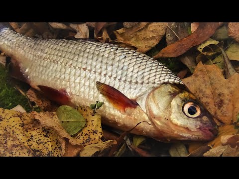 Рыбалка на поплавок. СЕКРЕТЫ ЛОВЛИ осенью.
