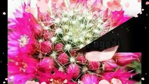 Cứ bỏ mặc em đi _Ngọc thúy