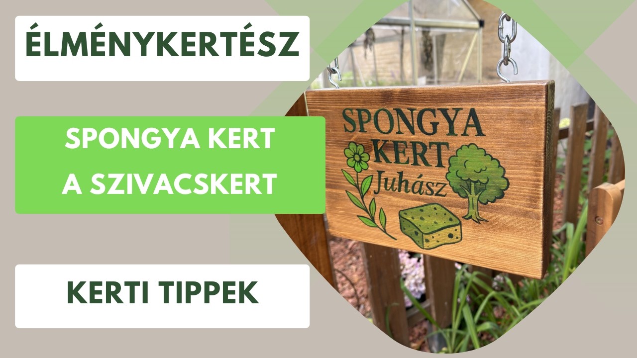 Mi is az a szivacskert? Spongya kert Vácon🧽🏡