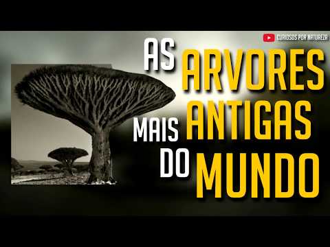 Vídeo: Qual é A árvore Mais Antiga Da Terra