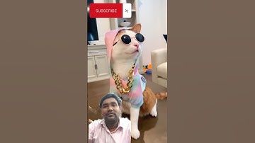 #pets #funny #kitten #cat #newsong #dj #remix