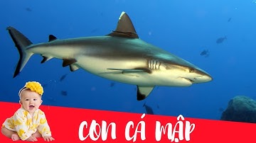 Dạy bé học con cá mâp | Dạy em bé tập nói tên và hoạt động các con vật