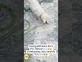 “He Tried to Catch Water… Watch This 😂”#chotu #catshorts #funnycat#houseofmeowz2