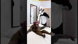 Marvelous Dancing Polish Cow Funny Cow Dance Cow Song Cow Videos Cow Farm Monkey Bibi Cow Milk