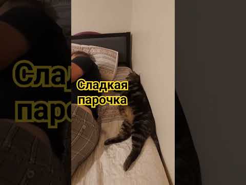 #сон #кот #котики #шортс #shorts #shortvideo #короткиевидео #вечер #shortsyoutube #отдых