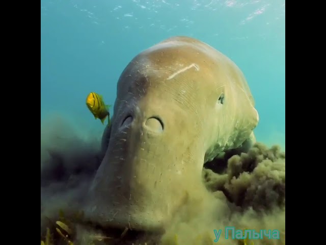 Дюгонь или морская русалка. популяция на гране вымирания