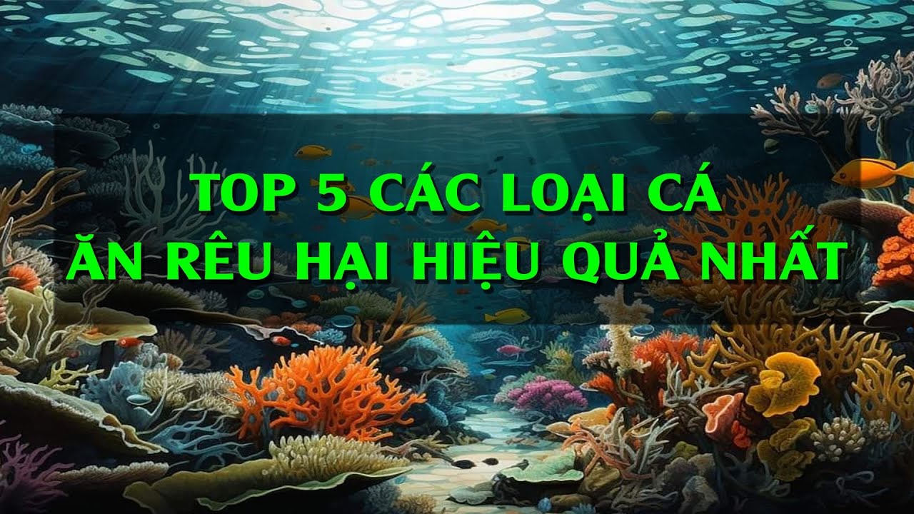 Các Dòng Cá Ăn Rêu Hại, Cá Ăn Rêu Tóc Hiệu Quả Trong Bể Thủy Sinh - YouTube