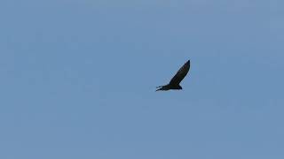 Hawk on the Lookout
