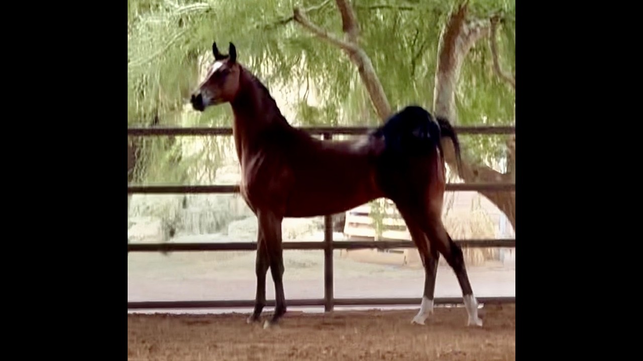 Sale Horse Archives - Arabian Horse Exchange