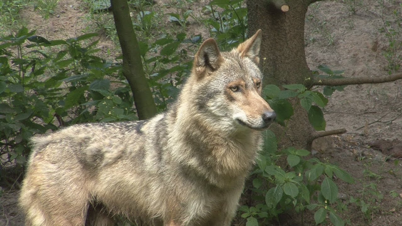 Północny eko pomocnik. Wilki - edukacja ekologiczna. Sezon na Wilka.