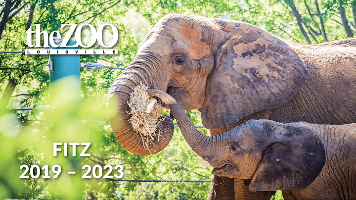 Fitz Retrospective (2019 – 2023)