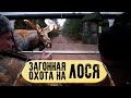 Охота на лося загоном | Загонная охота | Поймали лося