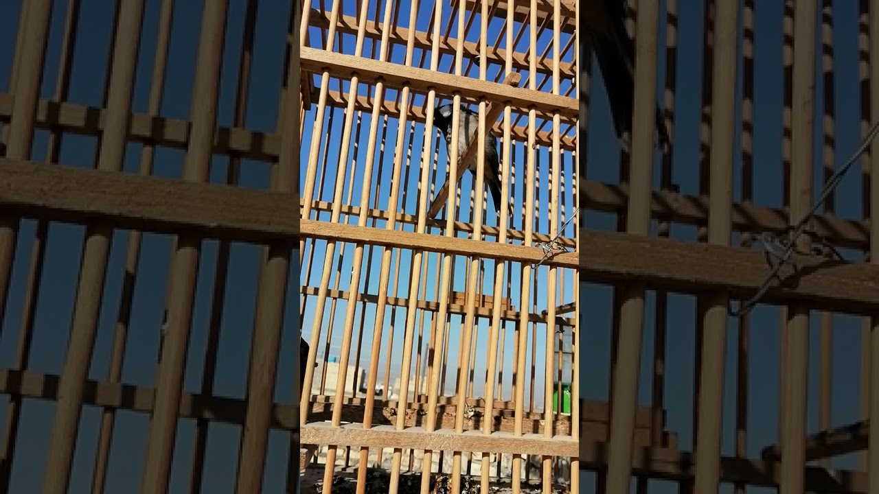 تغريد بلبل بصراوي حنجره ثكيله على الطبيعه