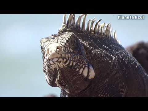 iguana on the beach