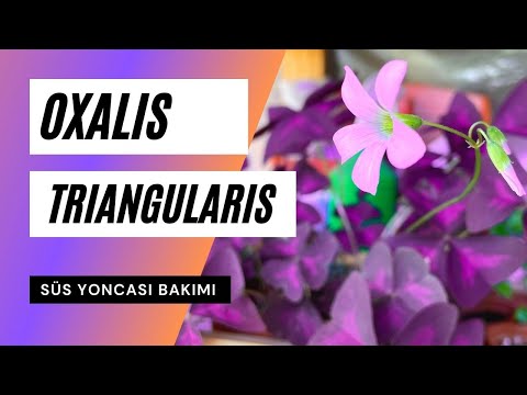 Video: Oxalis (62 şəkil): Oxalis, Yumru Və Digər Növlərin Təsviri. Qışda Bir çiçək Nəql Etmək Mümkündürmü? Bitki Nəyə Bənzəyir? Külək Və Işığa Olan Münasibəti