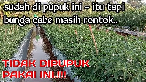 Wajib Tau Pupuk Masa Pembuahan Cabe Umur 66Hst Agar Buah Maksimal dan Tidak Rontok (pertanian)