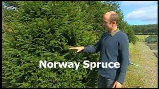 Xmas Trees Explained