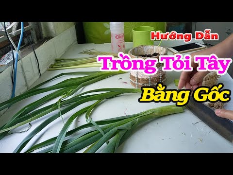 Video: Trồng Cây Tỏi Tây Trong Căn Hộ