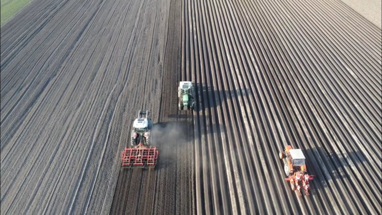 Siew pietruszki 2025 w GR Pluskota