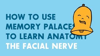 How to Use Memory Palaces in Medical School | Anatomy: Facial Nerve