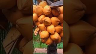 Conocías esta variedad de cocos