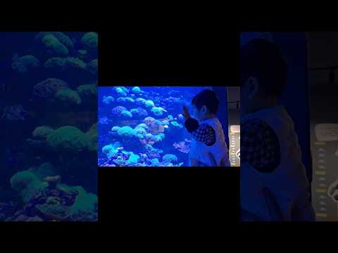 지호의 첫 아쿠아리움🐠🦦🐟 #8개월아기 #뱀띠아기 #아기랑가볼만한곳 #아기랑주말 #아기일상 #아쿠아리움 #광교 #아쿠아플라넷#아기쇼츠 #shorts