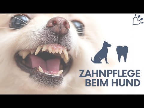 Video: 5 Beängstigende Folgen Der Vernachlässigung Der Zähne Ihres Hundes