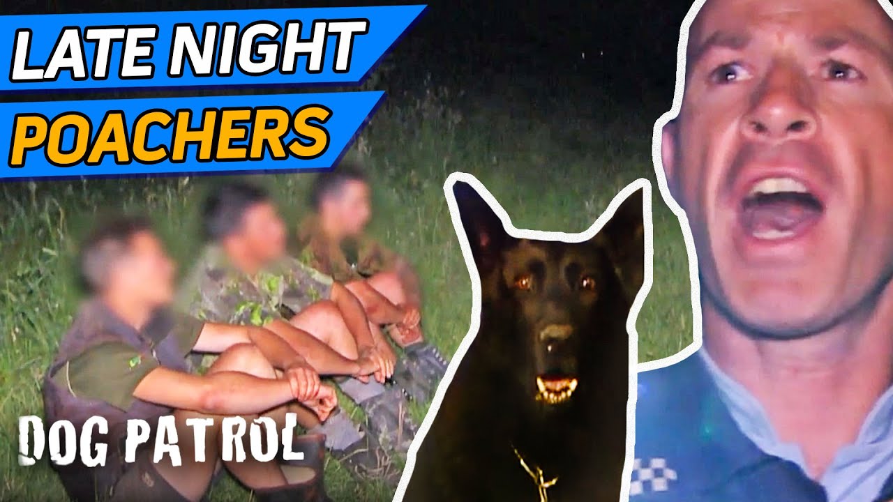 Deer Poachers With Weapons Turn Nasty YouTube