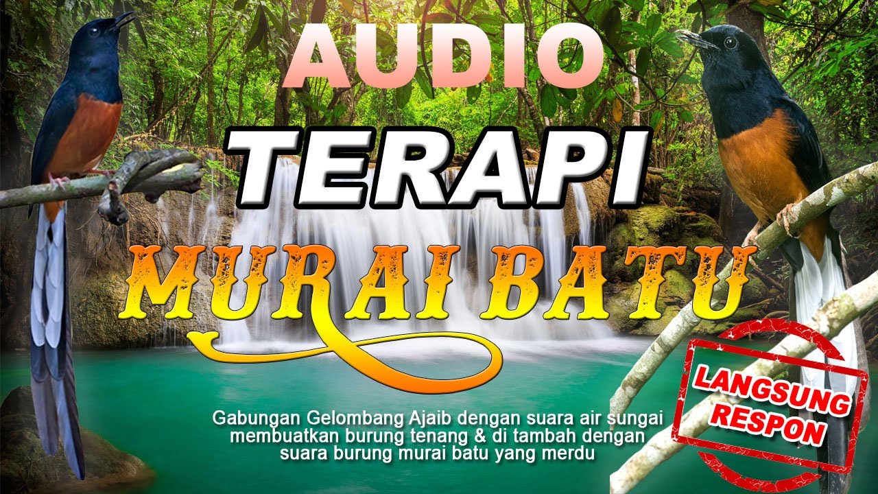 Putar sekali DiJamin Murai Batu Nyaut.. Gelombang Brainwave lengkap durasi panjang