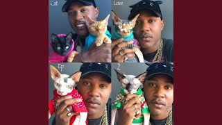 Cats on the Map - iAmMoshow