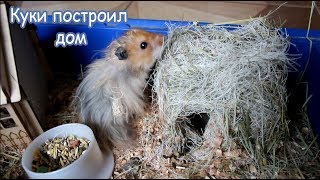 Куки построил дом. Генеральная уборка в клетке хомяка Куки построил дом. Генеральная уборка в клетке хомяка
