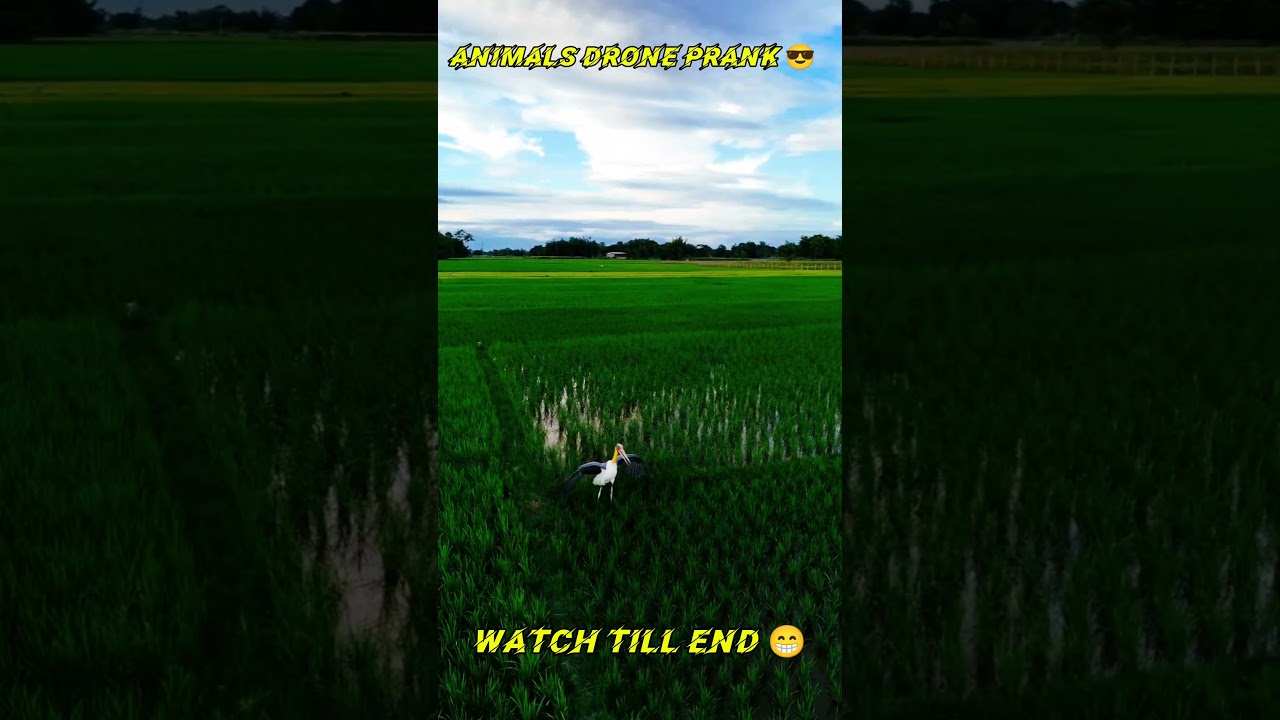 DRONE PRANK ANIMALS 😂😂 with for End 😮
